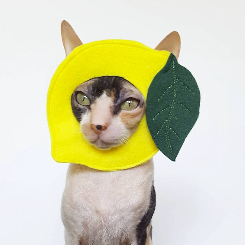 New Halloween Creative Lemon Pet Headwear, Cat Costumes, Felt Dog Hats and Clothing